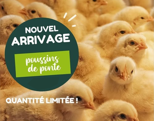 Nouvel arrivage poussins de ponte